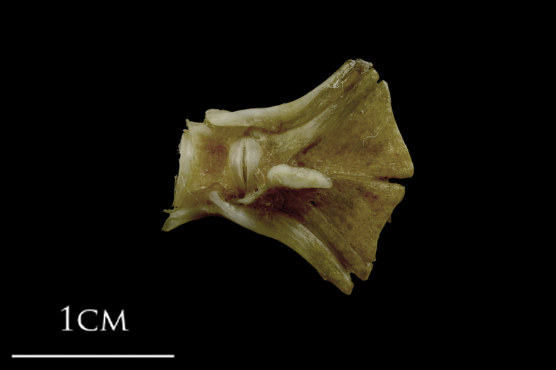 Spanish mackerel ultimate vertebra lateral view