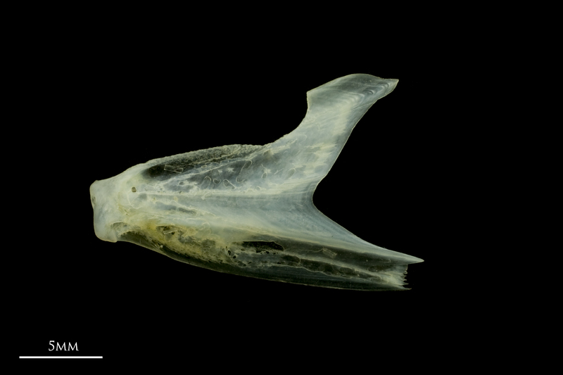 Scad dentary lateral view