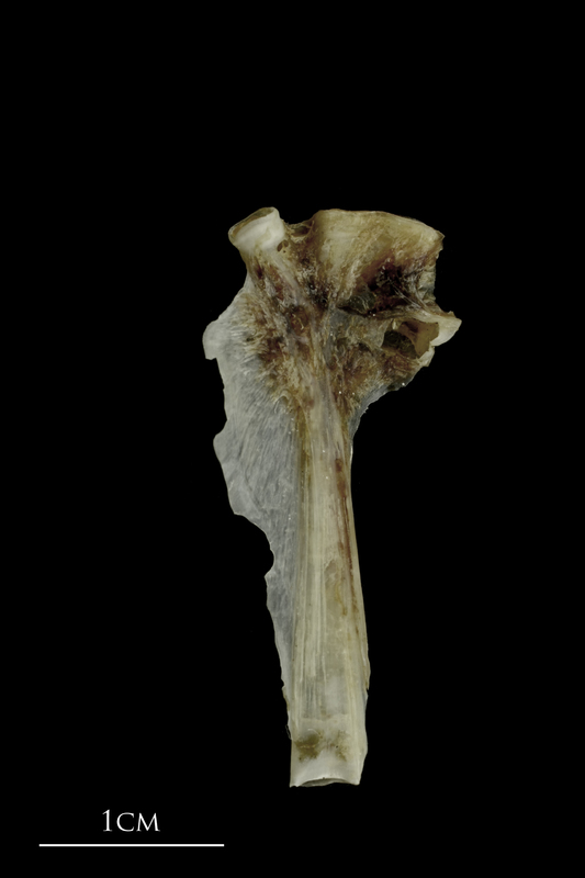 Brill hyomandibular medial view