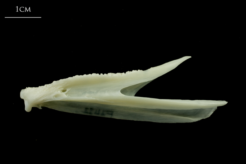 Whiting dentary lateral view