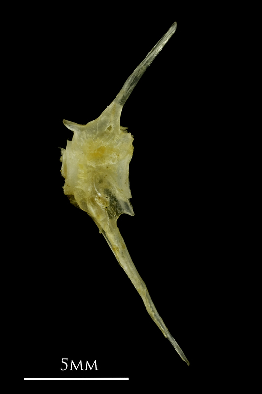 Ruffe caudal vertebra lateral view