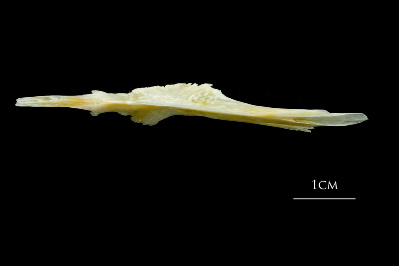 European plaice parasphenoid ventral view