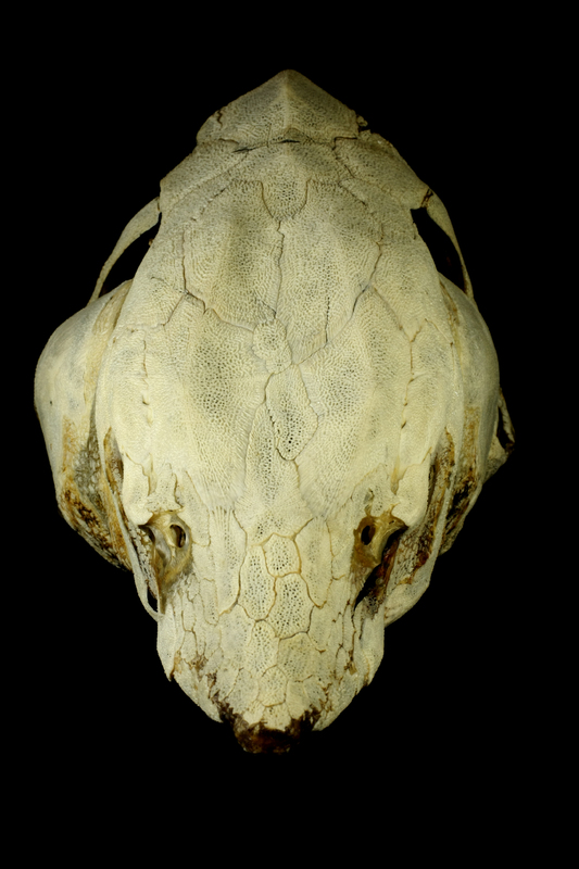 Sturgeon skull anterior view