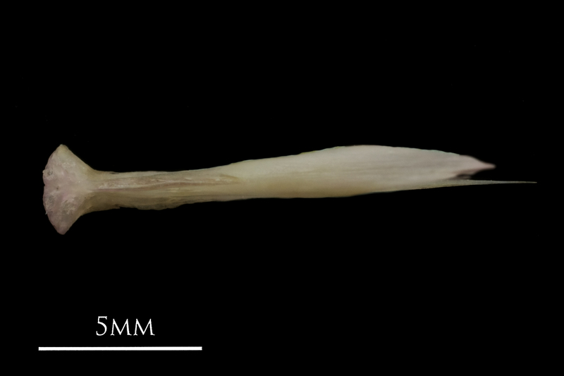 European eel vomer dorsal view