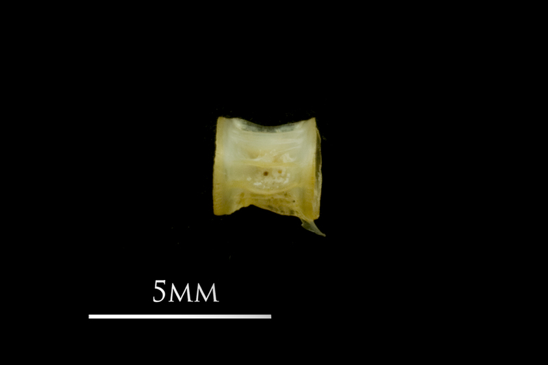 European smelt precaudal vertebra lateral view