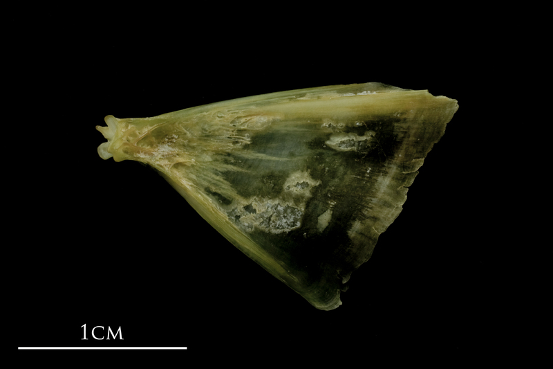 John dory opercular lateral view