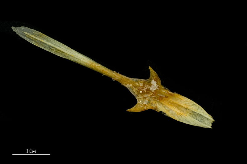 Atlantic mackerel parasphenoid dorsal view