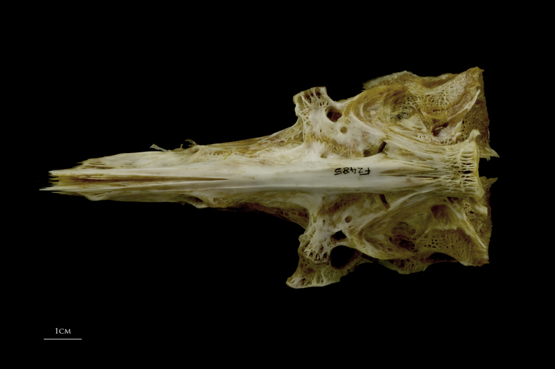 European conger parasphenoid basioccipital complex ventral view