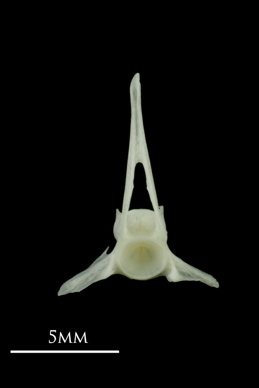 Poor cod precaudal vertebra anterior view