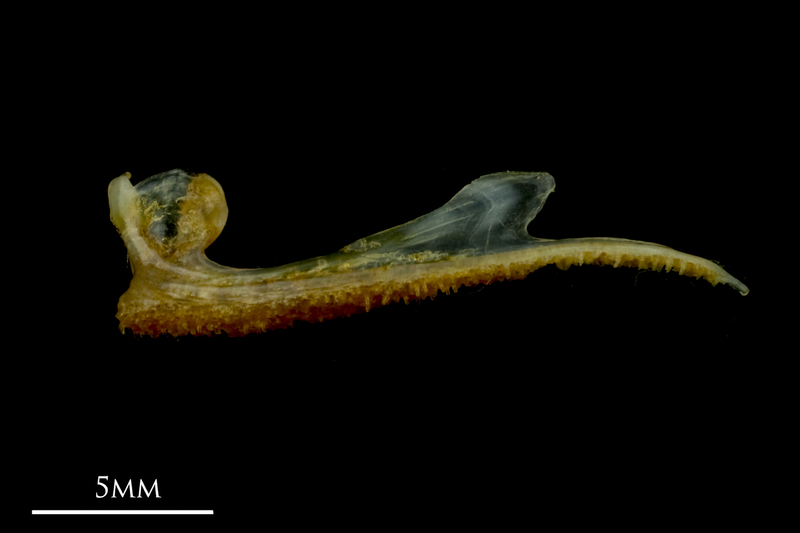 Grey gurnard premaxilla lateral view