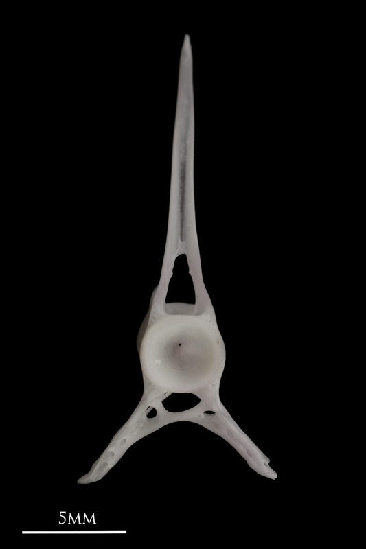 Parrot fish precaudal vertebra anterior view