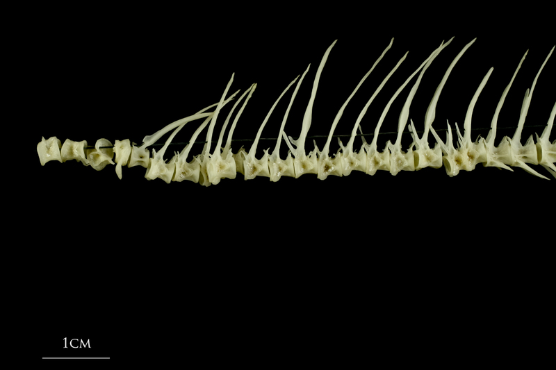 Roach precaudal vertebra lateral view