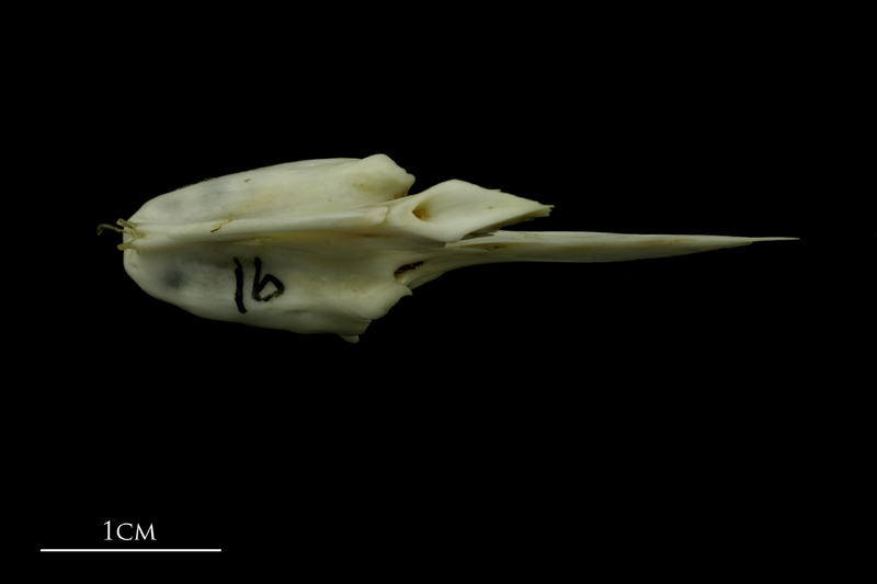 Mediterranean moray vomer dorsal view