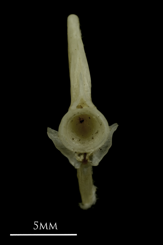 Common pandora ultimate vertebra anterior view