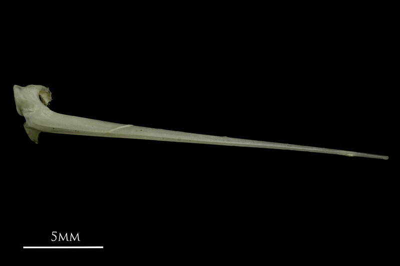 Common pandora spine dorsal view