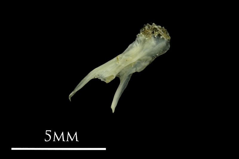 Small sandeel posttemporal medial view