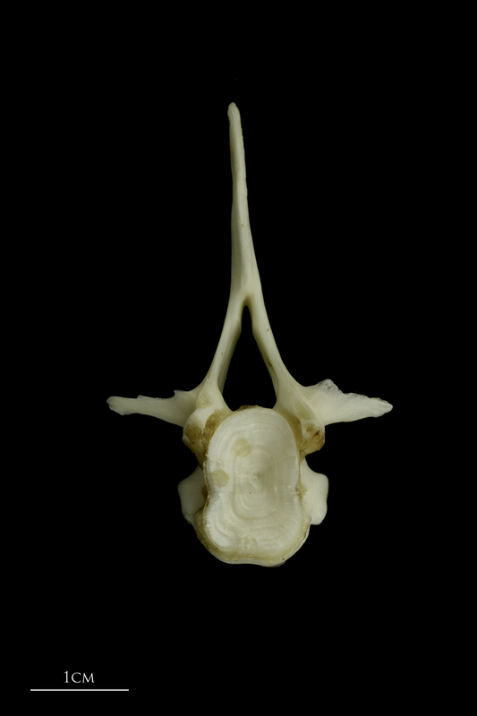 Grey Triggerfish first vertebra anterior view