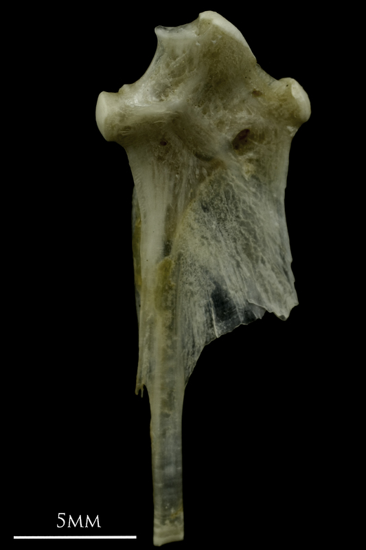 Common pandora hyomandibular medial view