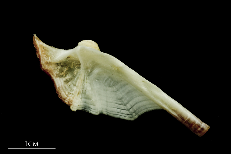 Freshwater bream hyomandibular lateral view