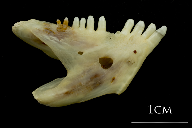 Ballan wrasse dentary medial view