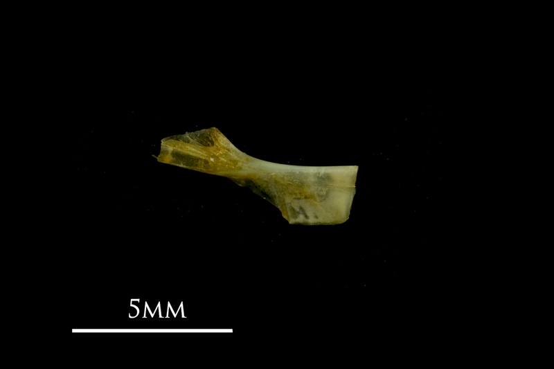 Bullhead ceratohyal lateral view