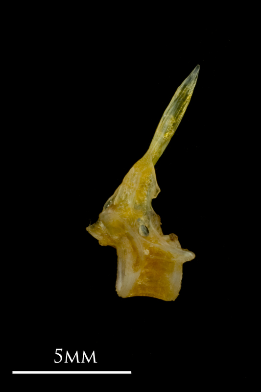 Grey gurnard precaudal vertebra lateral view