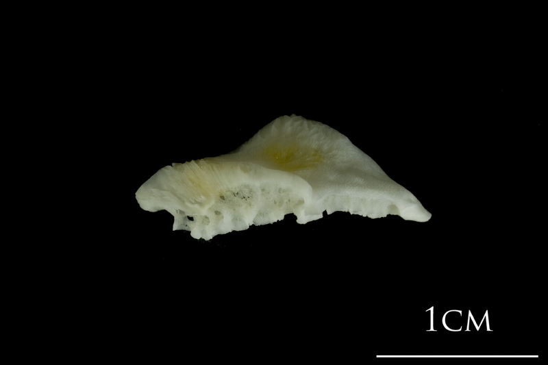 European plaice pharyngeal ventral view