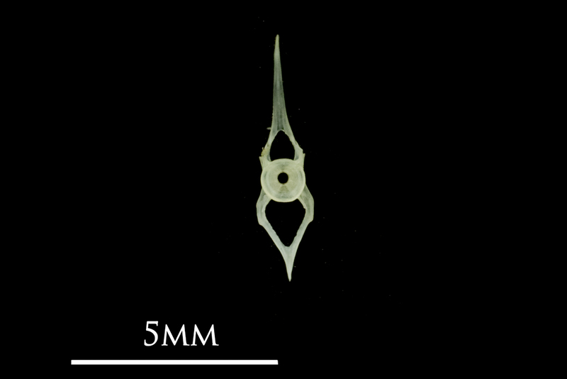 Butterfish caudal vertebra posterior view