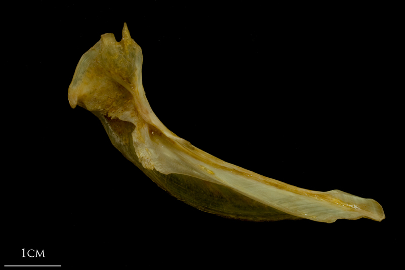 Thinlip grey mullet  cleithrum medial view