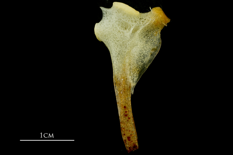 Atlantic mackerel hyomandibular medial view