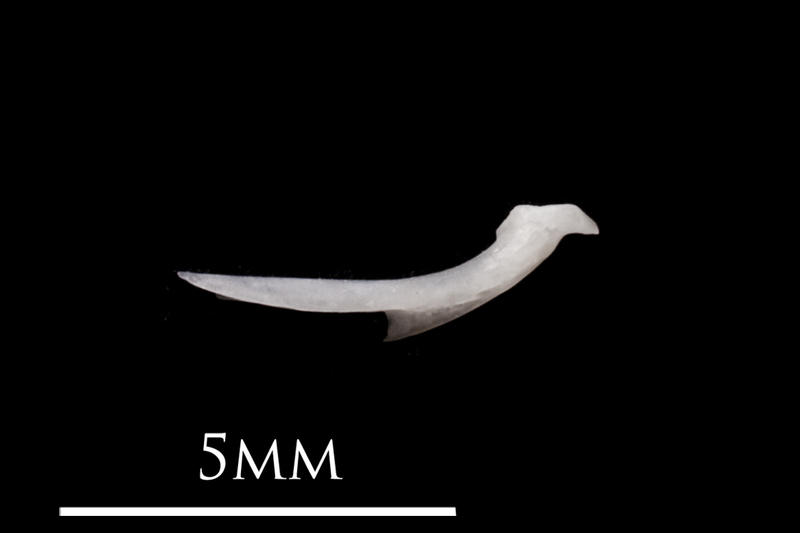 European eel posttemporal medial view