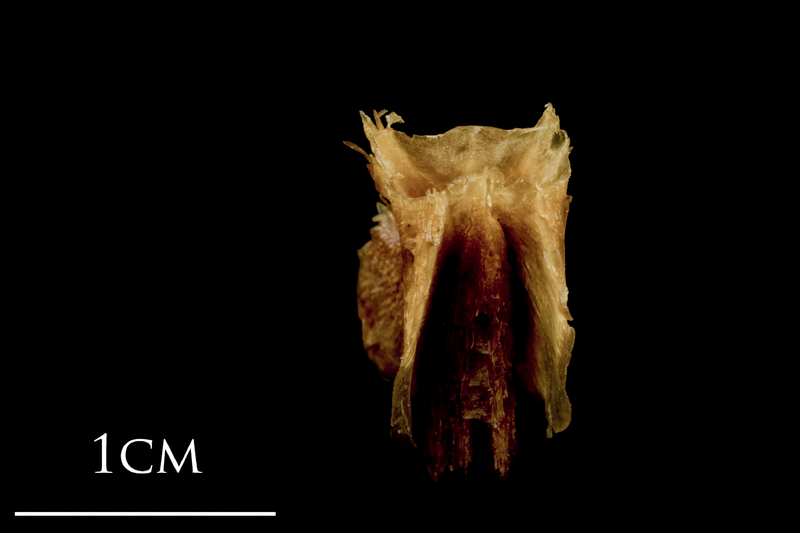 Catfish basioccipital posterior view