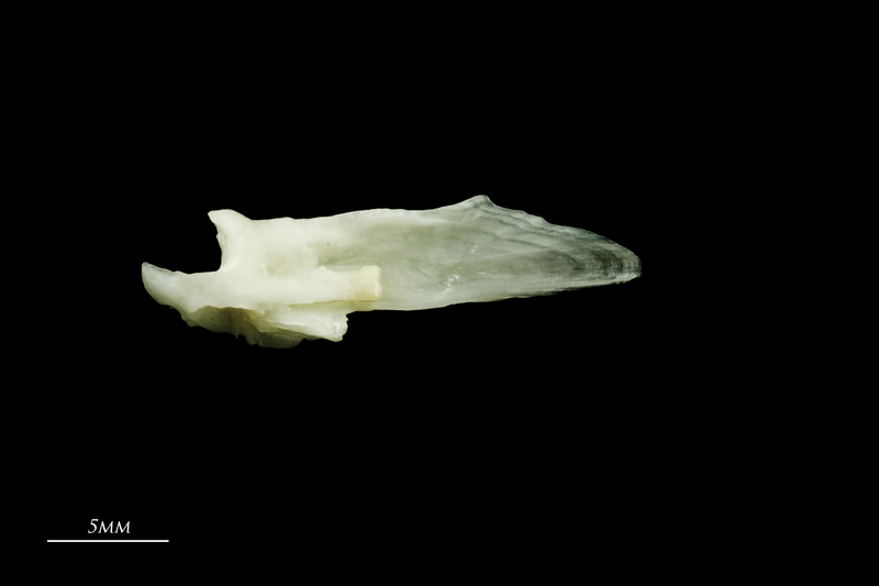 Freshwater bream articular medial view