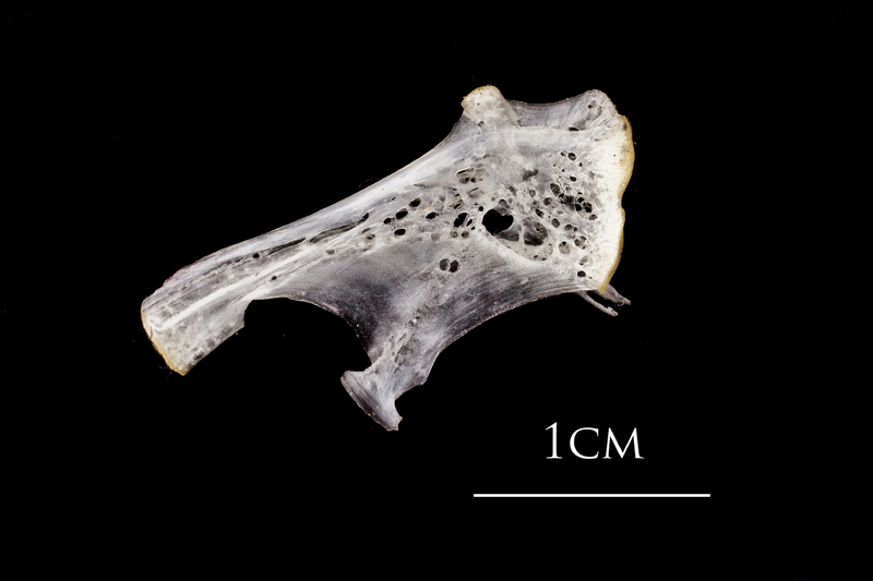 Atlantic herring hyomandibular medial view