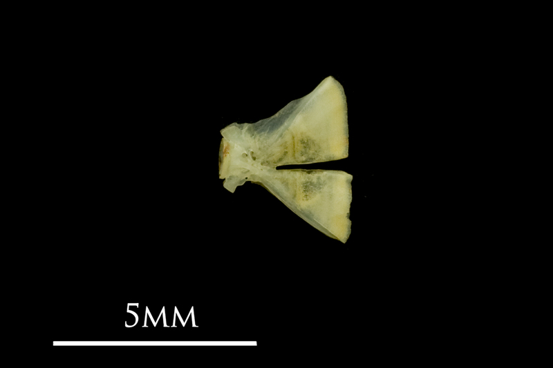 Bullhead ultimate vertebra lateral view