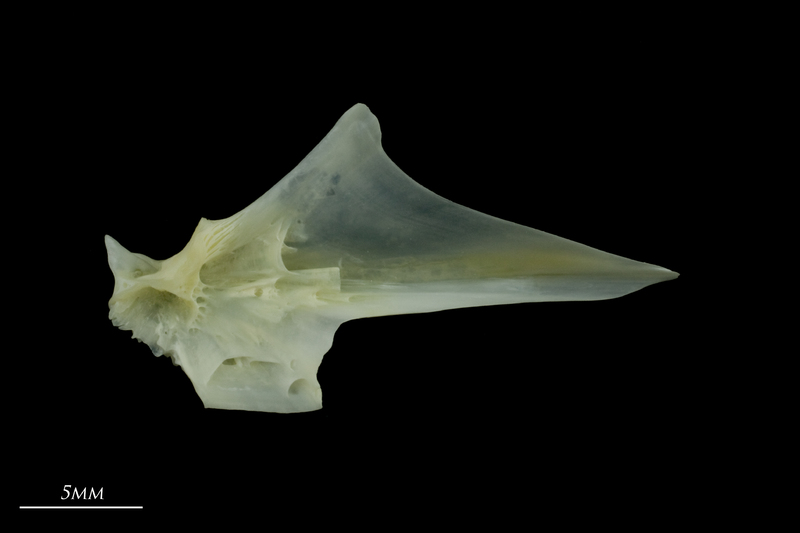 European seabass articular medial view