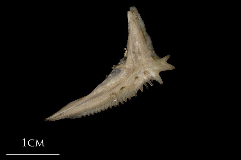 White grouper preopercular lateral view