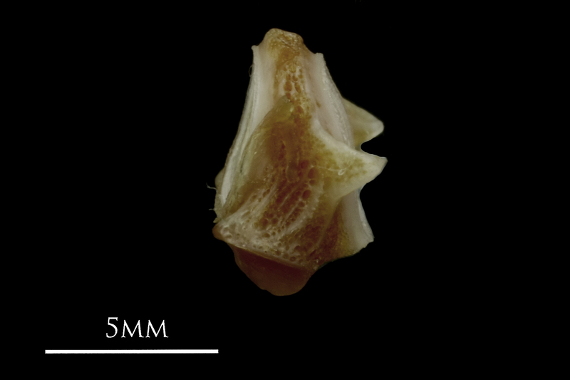 Couch's seabream first vertebra lateral view