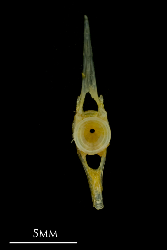 Grey gurnard caudal vertebra anterior view