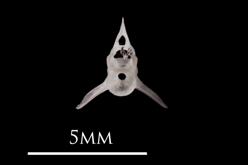 European eel precaudal vertebra anterior view