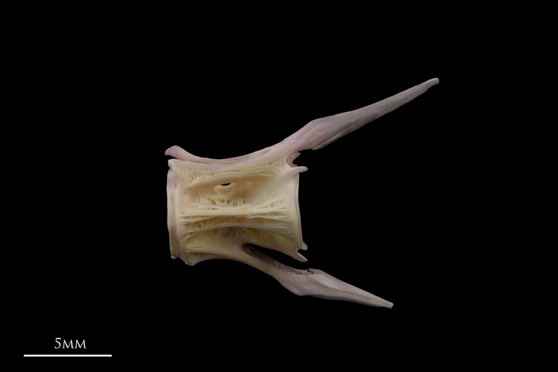 Tub gurnard caudal vertebra lateral view