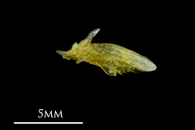 Common sole articular medial view