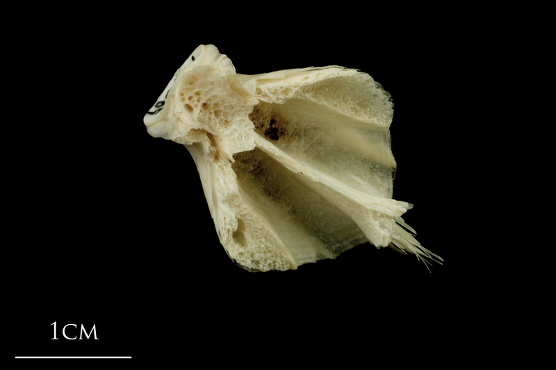 Haddock basioccipital dorsal view