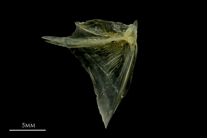 Ruffe opercular medial view