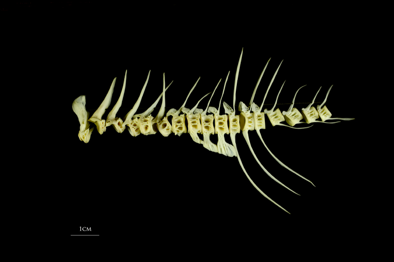 John dory vertbral column lateral view