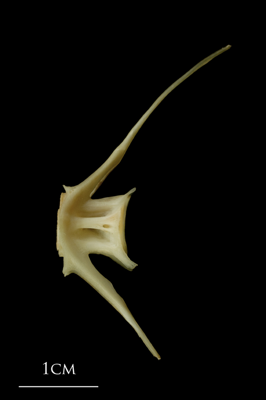 Haddock caudal vertebra lateral view