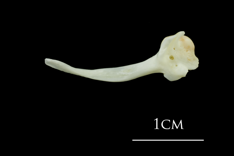 European plaice maxilla medial view