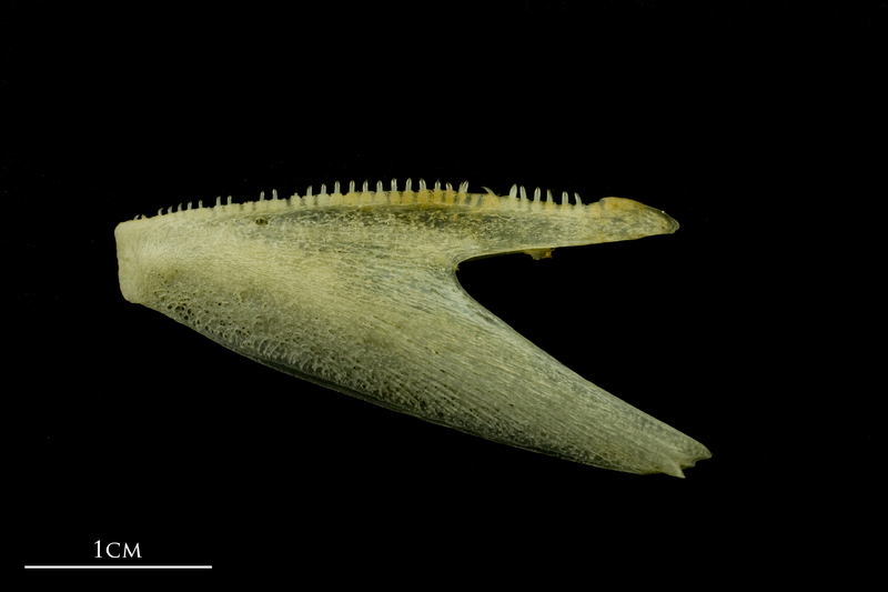 Atlantic mackerel dentary lateral view