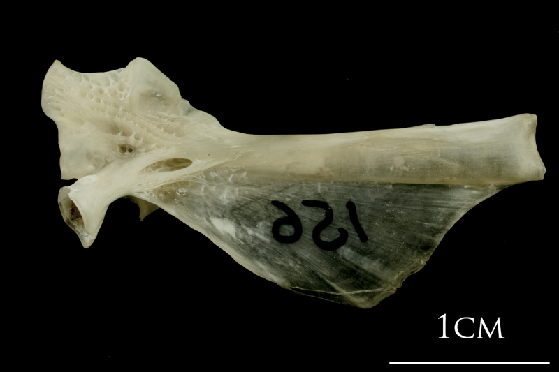 Turbot hyomandibular medial view