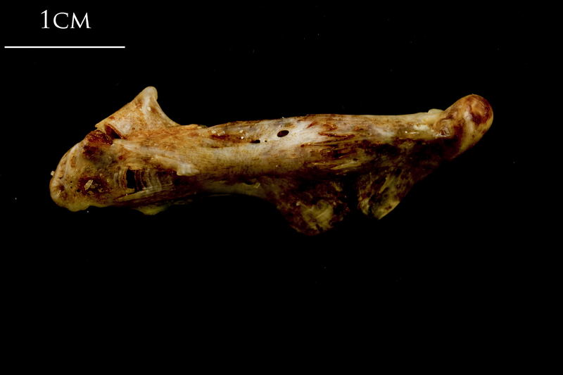 Ballan wrasse ceratohyal epihyal complex lateral view